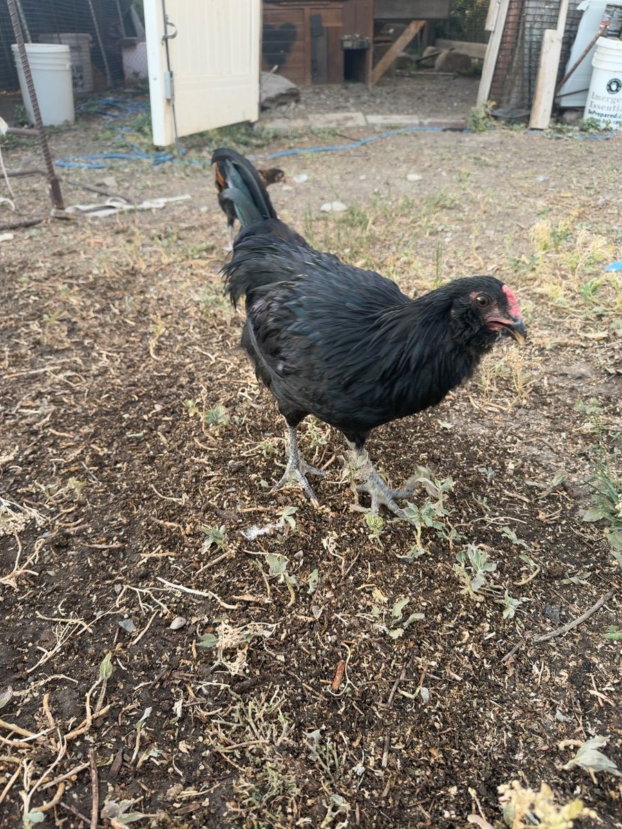 Ameraucana Rooster- 4 months