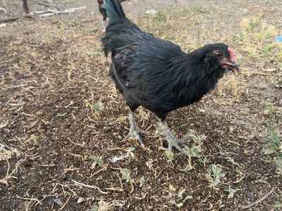 Ameraucana Rooster- 4 months