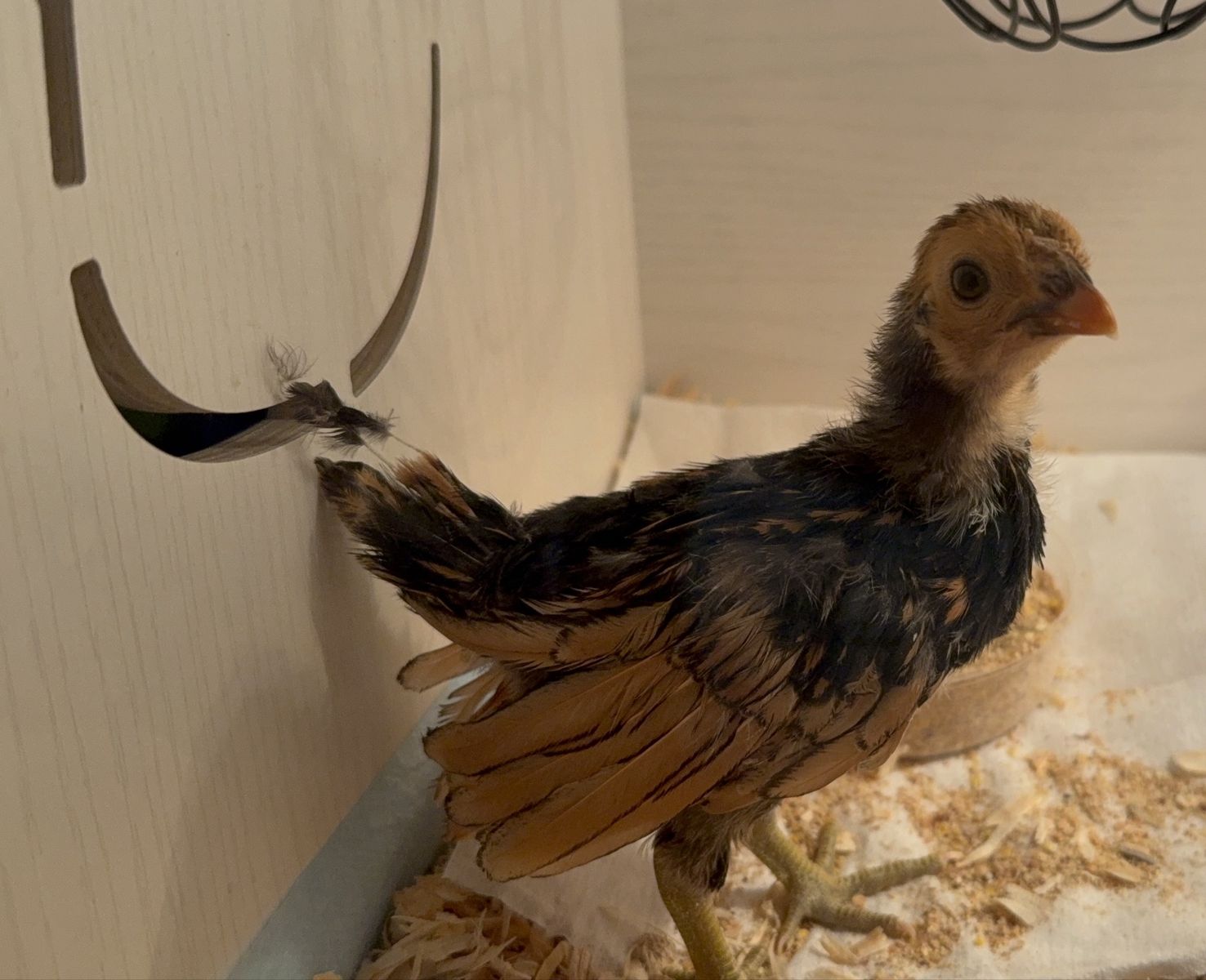 Free Two Sebright Roosters