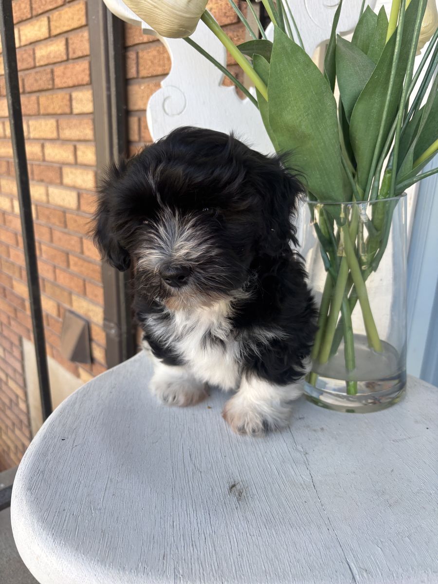 Havanese Easter Puppies!