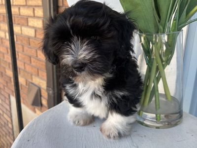 Havanese Easter Puppies!