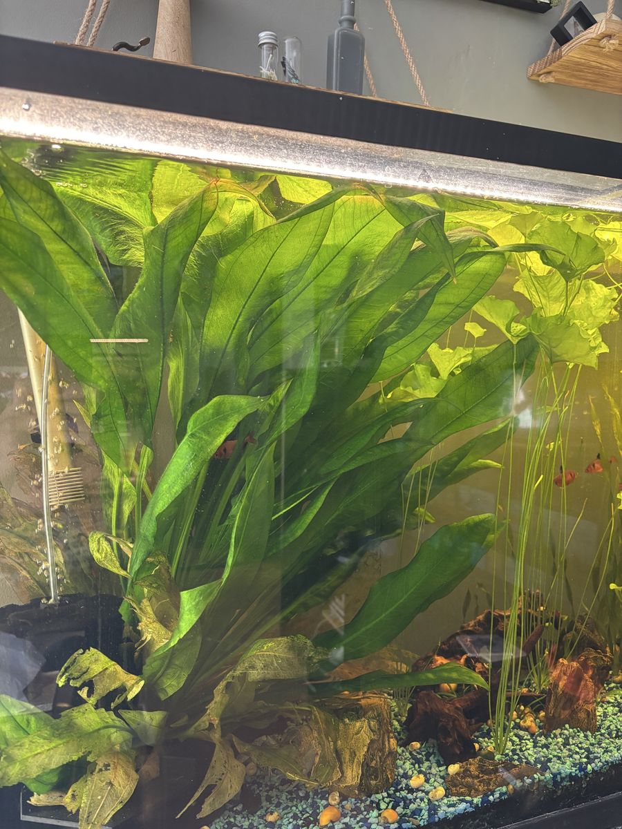 XL Amazon Sword