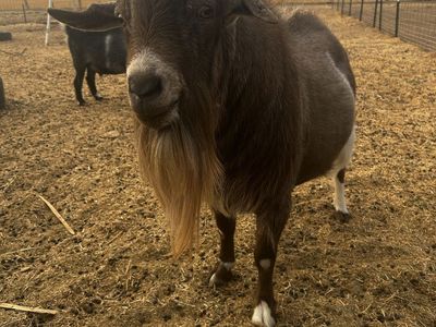 Proven Nigerian Buck looking for a new herd