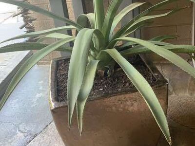 Cactus Agave and Vietnamese Copper Pot