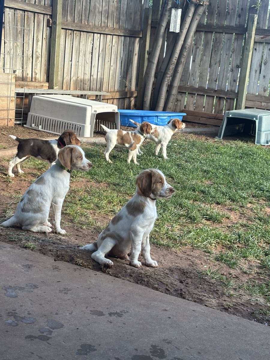 Hunting Brittany Spaniel Dogs