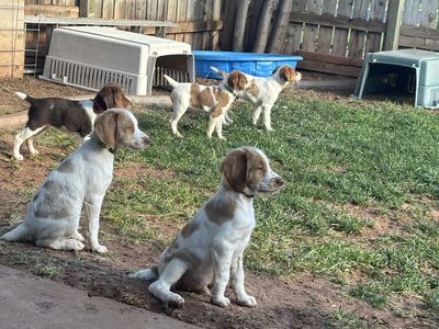 Hunting Brittany Spaniel Dogs