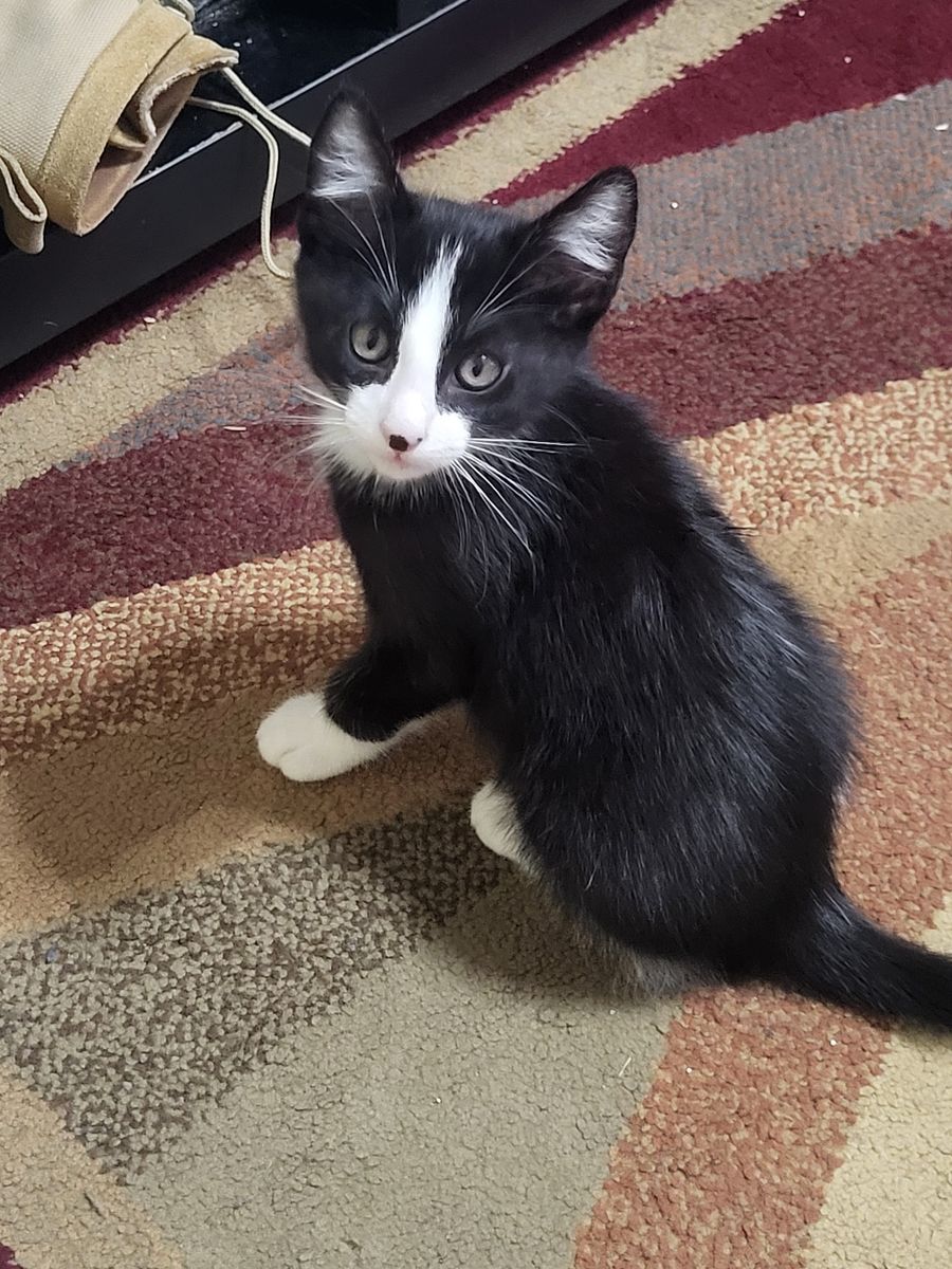 Cute and friendly kittens