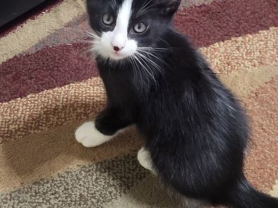Cute and friendly kittens