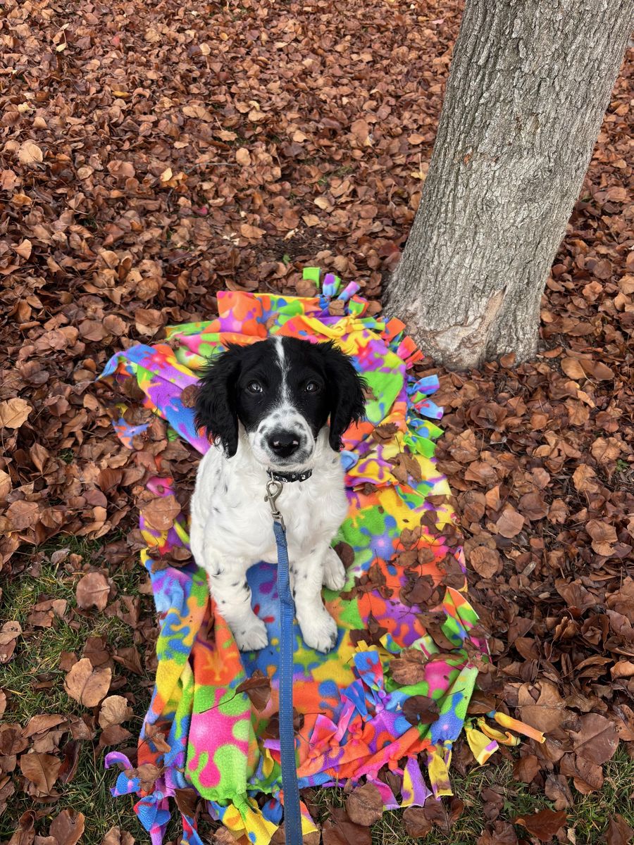 Happy GoldenDoodle   ---   Puppy. 9 mos old