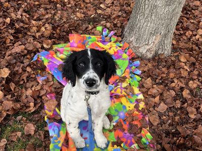 Happy GoldenDoodle --- Puppy. 9 mos old