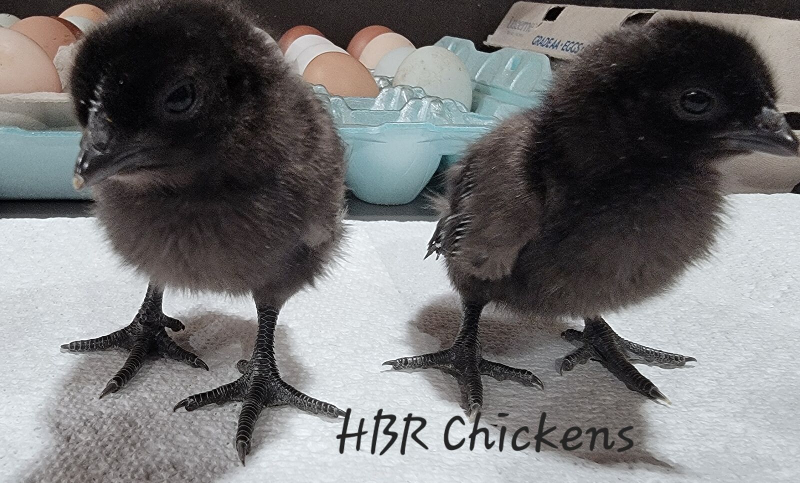 Ayam Cemani & Zombie chicks