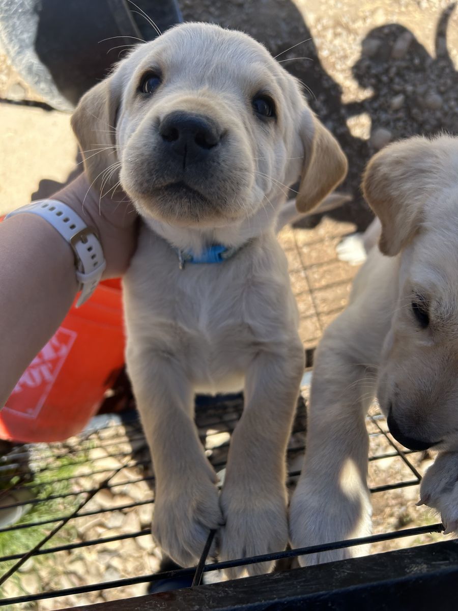 Golden Retriver/lab Mix Puppies