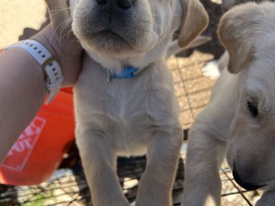 Golden Retriver/lab Mix Puppies