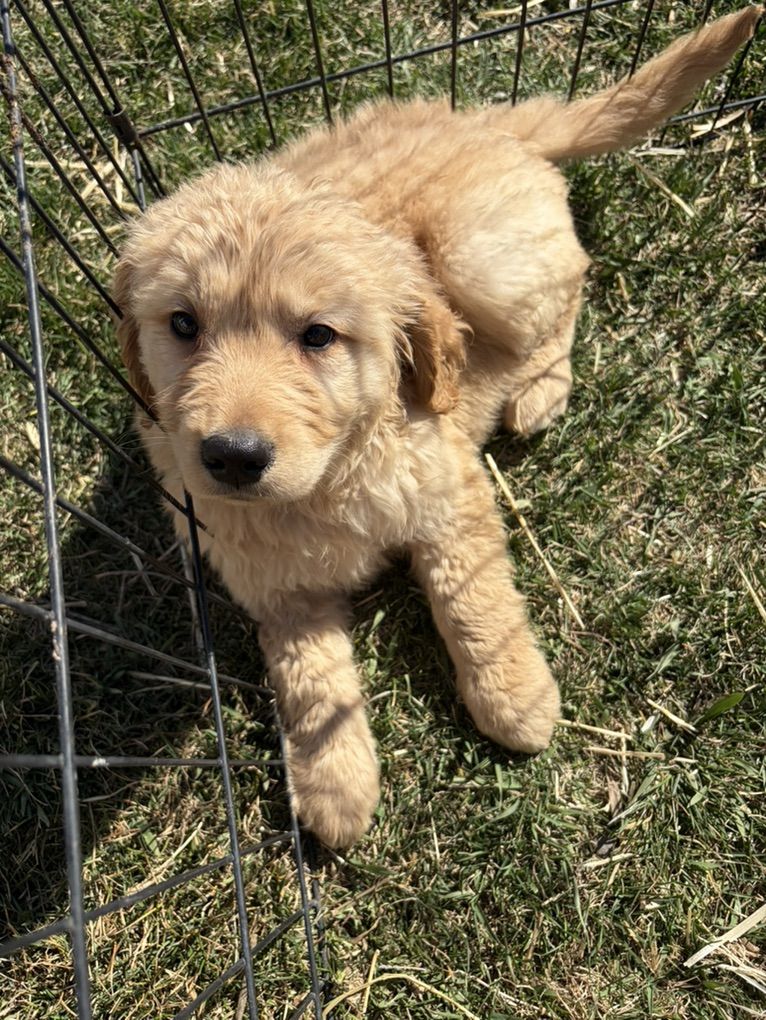 Golden retriver Puppies Delivering To Utah