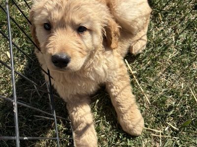 Golden retriver Puppies Delivering To Utah