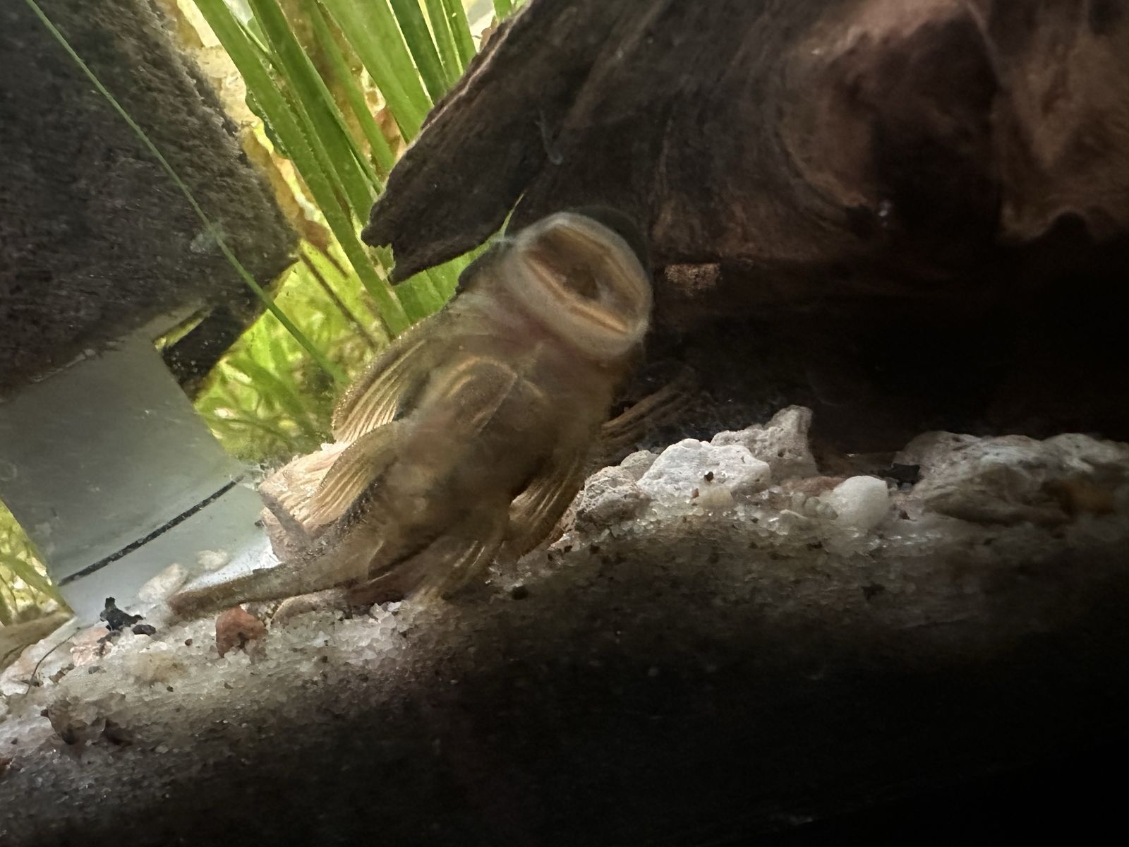 Rubber lip pleco.