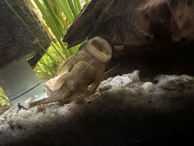 Rubber lip pleco.