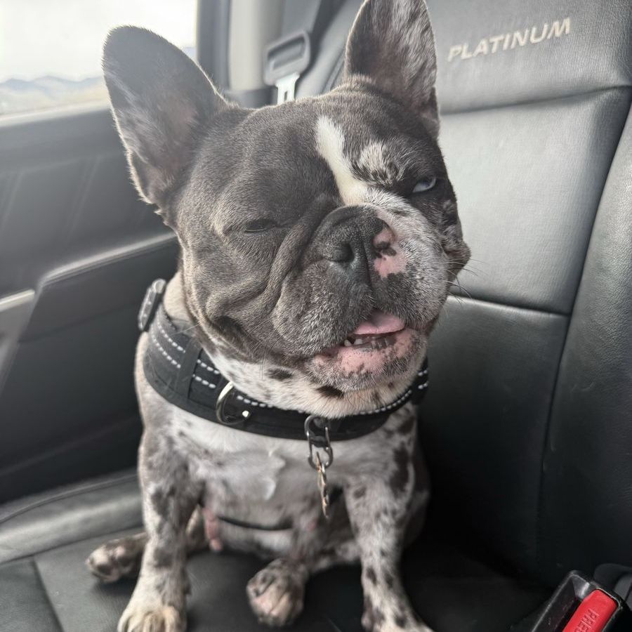 French Bulldog Puppies - 10 Adorable AKC  Puppies
