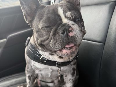 French Bulldog Puppies - 10 Adorable AKC Puppies