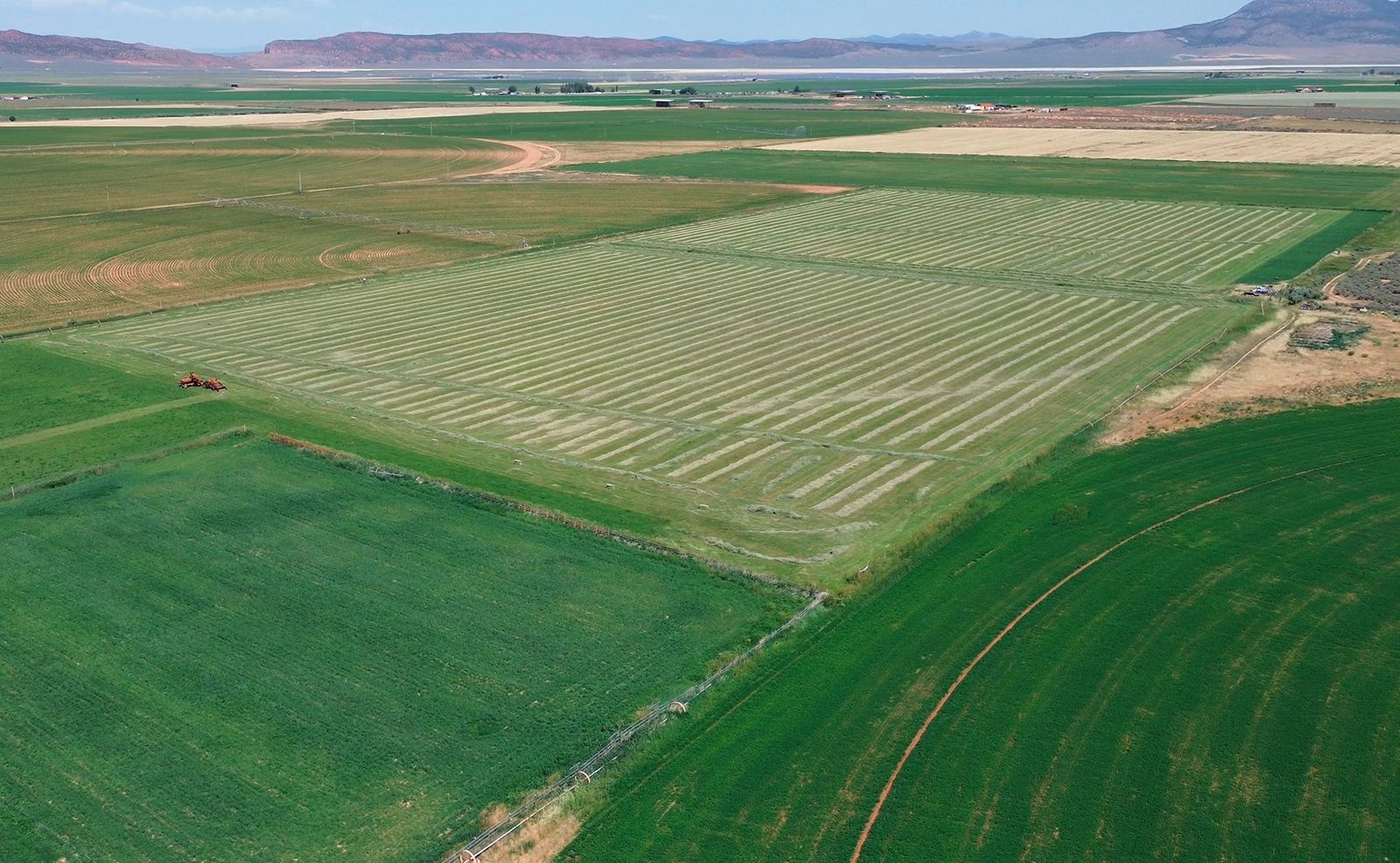 orchard grass / timothy 3 string bales
