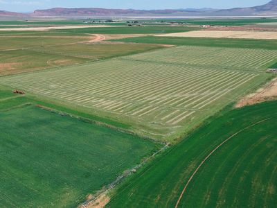 orchard grass / timothy 3 string bales