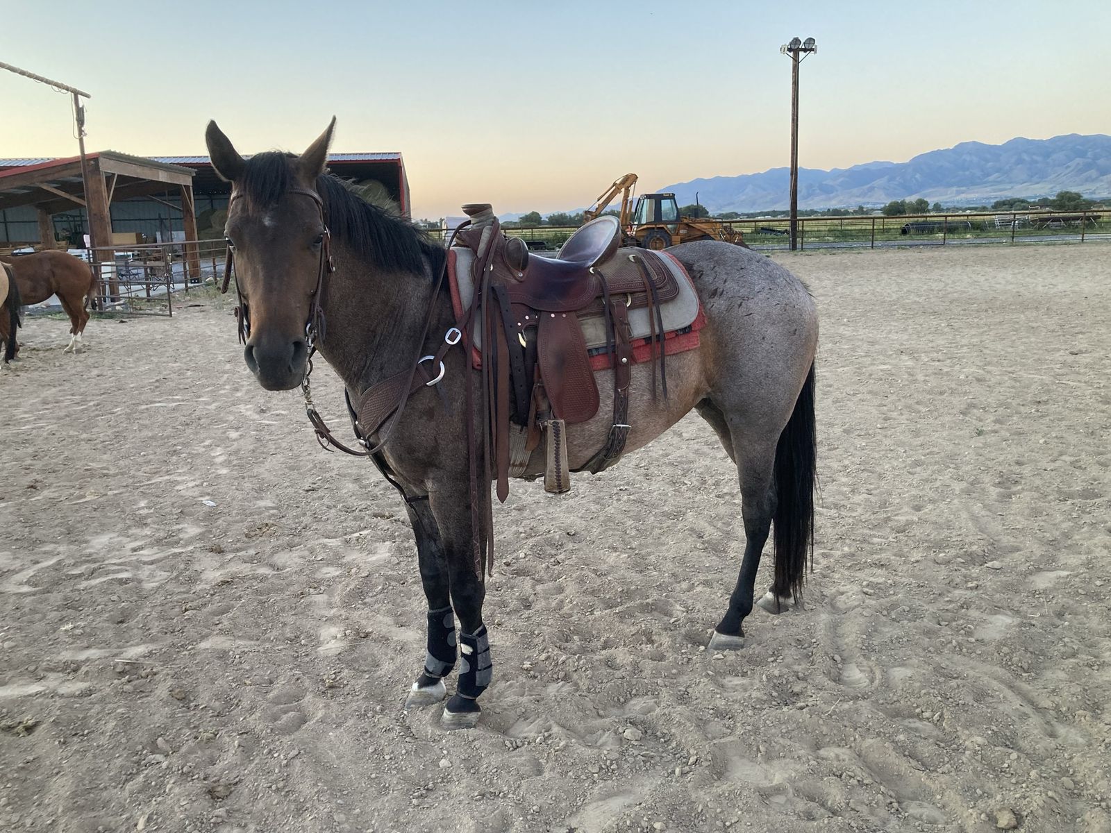 2019 AQHA Blue Roan Mare