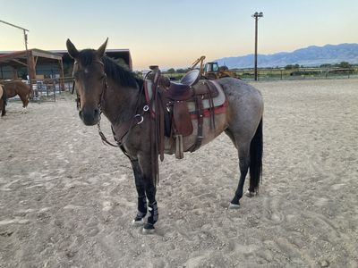 2019 AQHA Blue Roan Mare