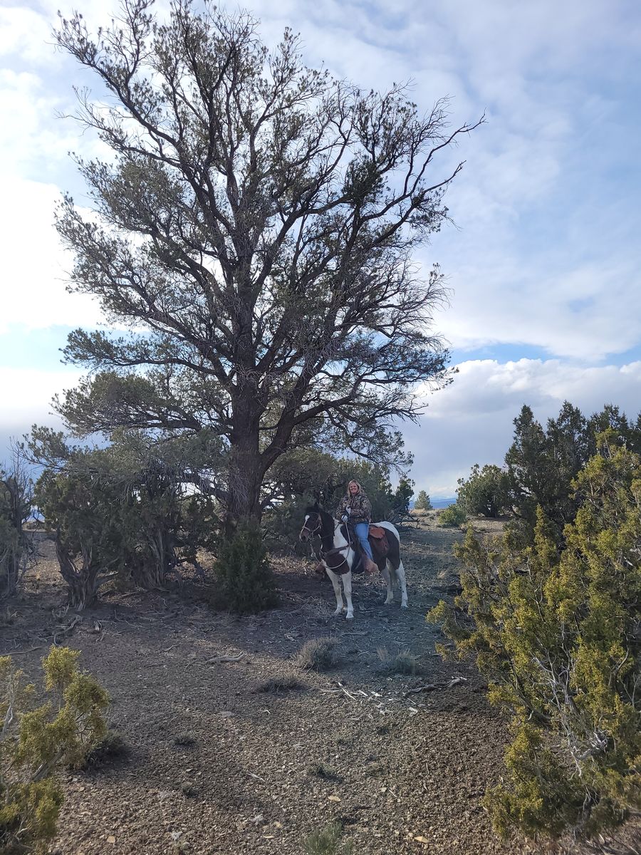 277ac Wilkins Nevada