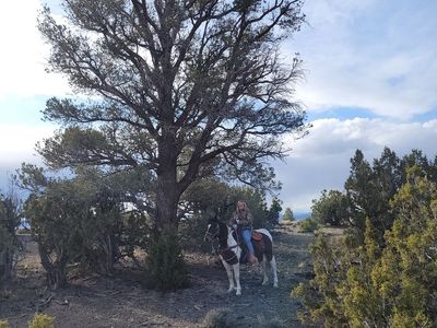 277ac Wilkins Nevada