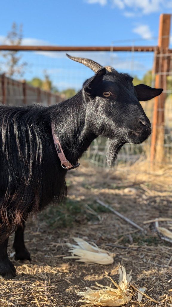 2 Female Fainting Goats