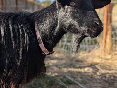 2 Female Fainting Goats