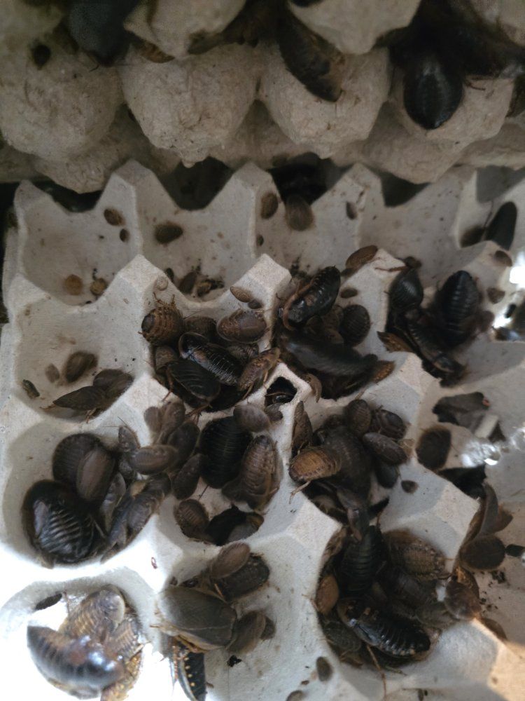 Dubia Roaches