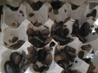 Dubia Roaches