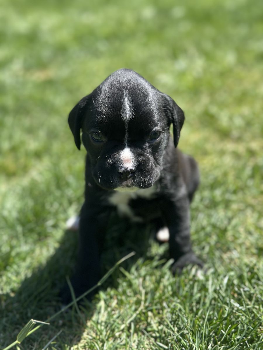 4 female Boxer puppies for sale