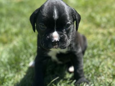 4 female Boxer puppies for sale