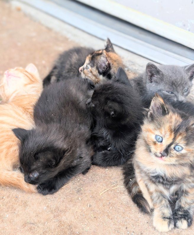Kittens - Multiple Colors and Markings Available