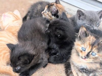 Kittens - Multiple Colors and Markings Available
