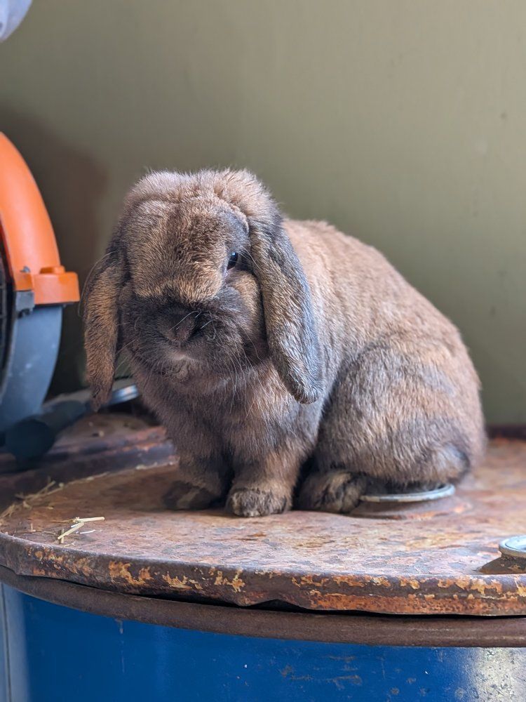 Sweetheart pure Holland Lop buck