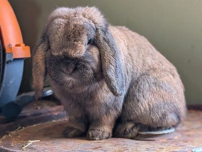 Sweetheart pure Holland Lop buck