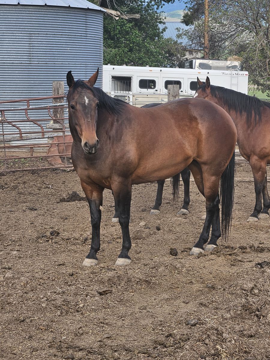 Amazing Brood Mare and/or Potential Amazing Mare