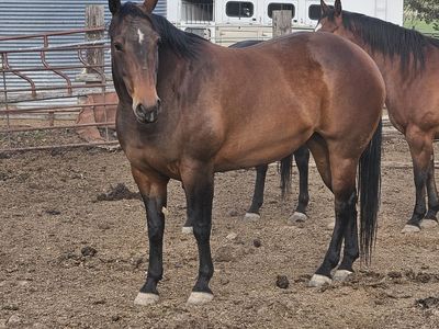 Amazing Brood Mare and/or Potential Amazing Mare