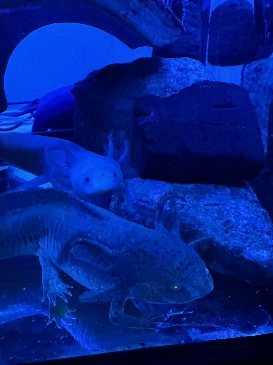 Axolotls (2) & 55 gallon Tetra tank w/ Fluval light