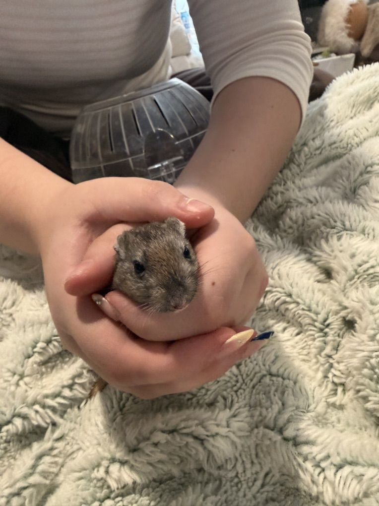 Young free Female Gerbil