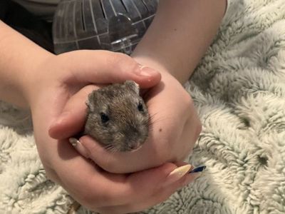 Young free Female Gerbil