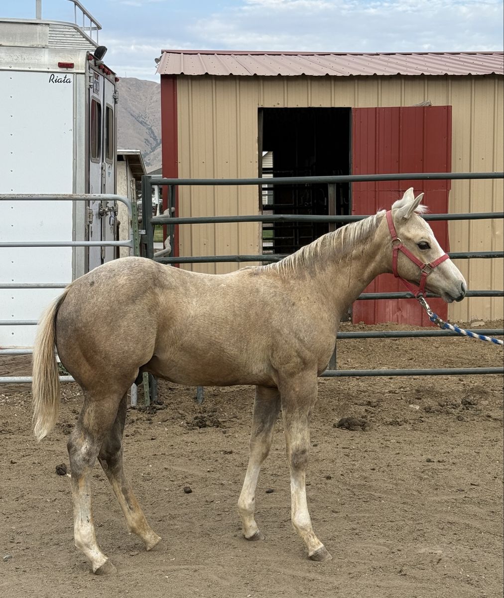 2026 aqha palomino/grey stud colt.