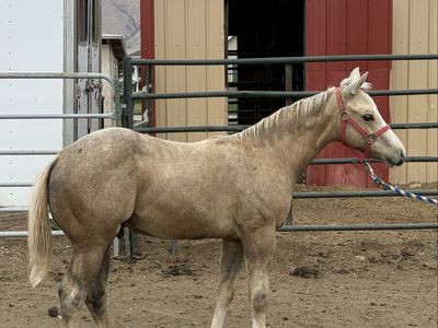 2026 aqha palomino/grey stud colt.