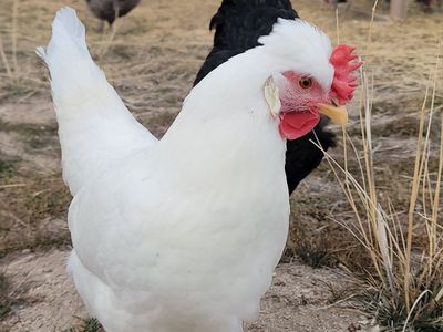 Frost White Legbar Hen for Sale!