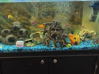 50 Gallon Aquarium