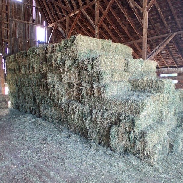 Square Alfalfa Hay Bales For Sale