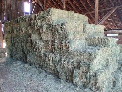 Square Alfalfa Hay Bales For Sale
